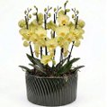 Luxuosas Mini Raras Amarelas no Vaso Cerâmica