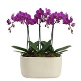 Formidavel Mini Rara Pink na Cerâmica