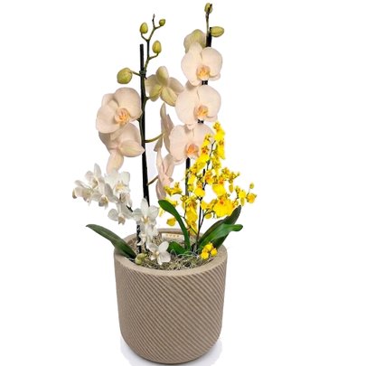 Festival das Orquideas no Vaso Creme