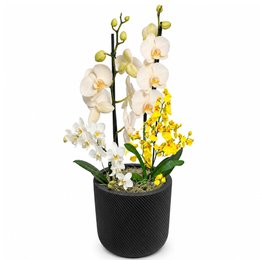Imagem de Festival das Orquideas no Vaso Preto