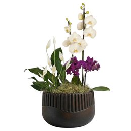Imagem de Orquídea Phalaenopsis e Mini Rara e Lírio da Paz - Vaso Lisboa Preto