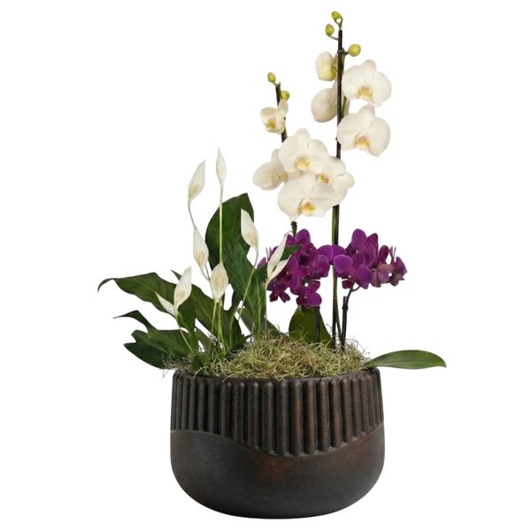 Orquídea Phalaenopsis e Mini Rara e Lírio da Paz - Vaso Lisboa Preto