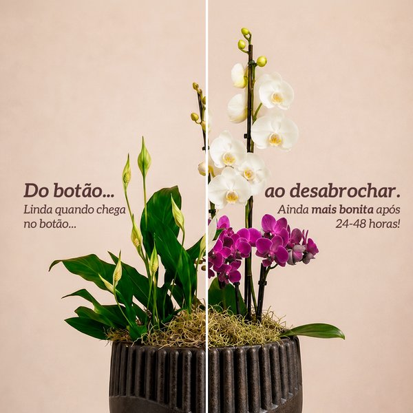 Orquídea Phalaenopsis e Mini Rara e Lírio da Paz - Vaso Lisboa Preto
