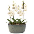 Orquídeas Branca para Presente na Jardineira Azul