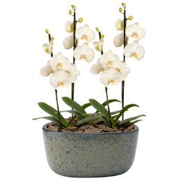 Imagem de Orquídeas Branca para Presente na Jardineira Azul