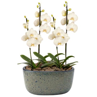 Orquídeas Branca para Presente na Jardineira Azul