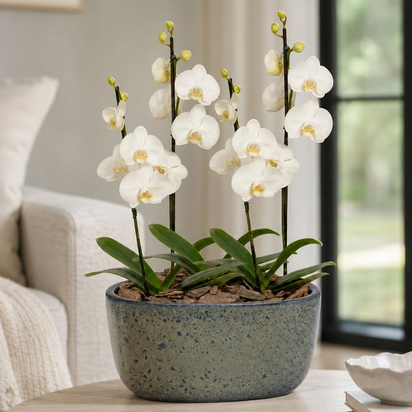 Orquídeas Branca para Presente na Jardineira Azul