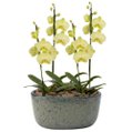 Orquídeas Amarela para Presente na Jardineira Azul