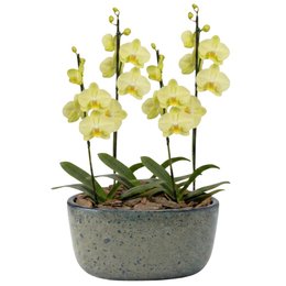 Imagem de Orquídeas Amarela para Presente na Jardineira Azul