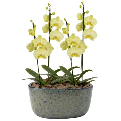 Orquídeas Amarela para Presente na Jardineira Azul