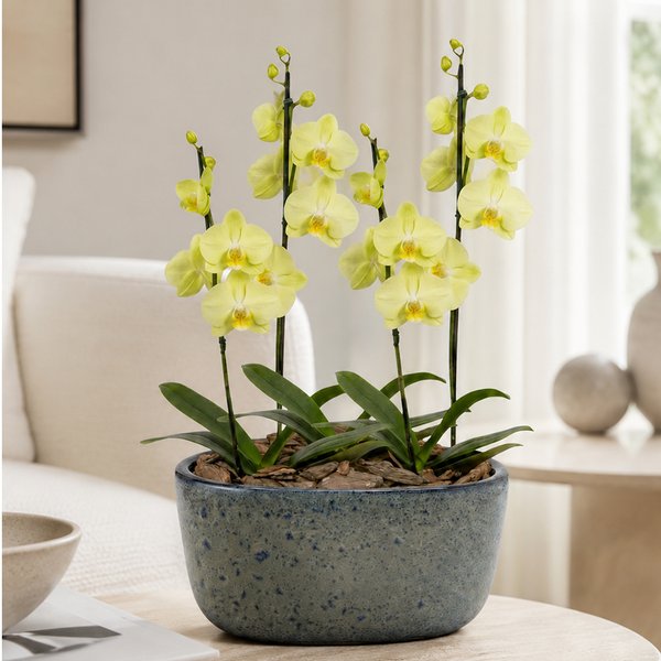 Orquídeas Amarela para Presente na Jardineira Azul
