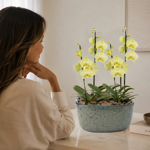 Orquídeas Amarela para Presente na Jardineira Azul