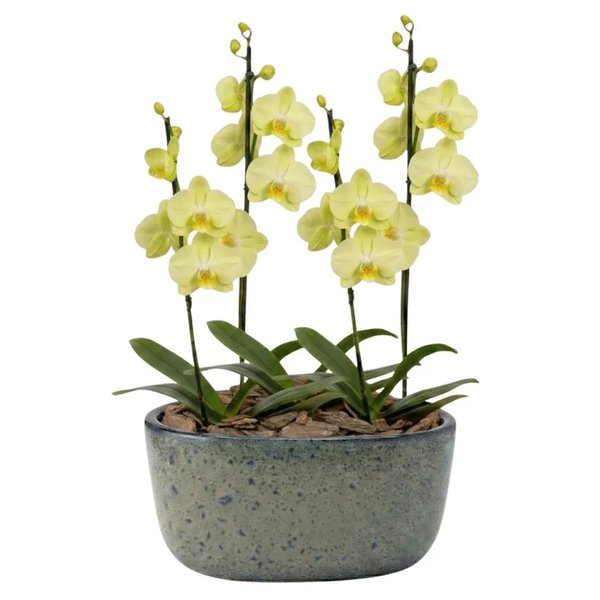 Orquídeas Amarela para Presente na Jardineira Azul