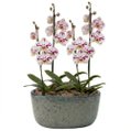 Orquídeas Branca Mesclada para Presente na Jardineira Azul