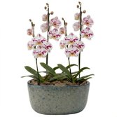 Orquídeas Branca Mesclada para Presente na Jardineira Azul