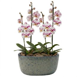 Imagem de Orquídeas Branca Mesclada para Presente na Jardineira Azul