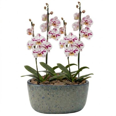 Orquídeas Branca Mesclada para Presente na Jardineira Azul