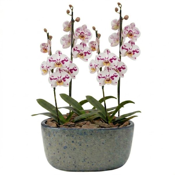 Orquídeas Branca Mesclada para Presente na Jardineira Azul