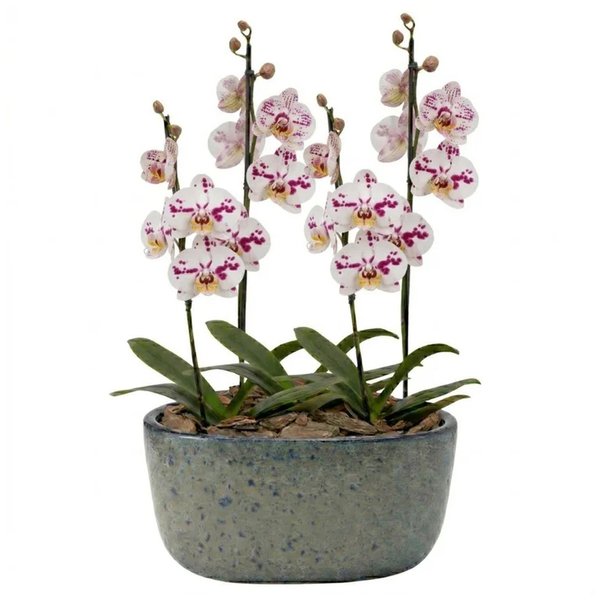 Orquídeas Branca Mesclada para Presente na Jardineira Azul