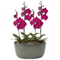 Orquídeas Pink para Presente na Jardineira Azul