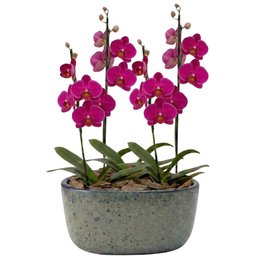 Imagem de Orquídeas Pink para Presente na Jardineira Azul