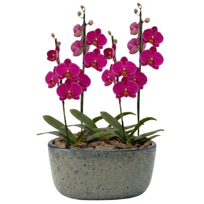 Orquídeas Pink para Presente na Jardineira Azul
