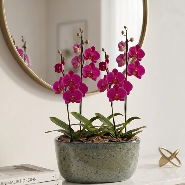 Orquídeas Pink para Presente na Jardineira Azul