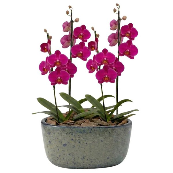 Orquídeas Pink para Presente na Jardineira Azul