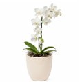 Orquidea Mini Rara Branca no Delicado Vaso Off White