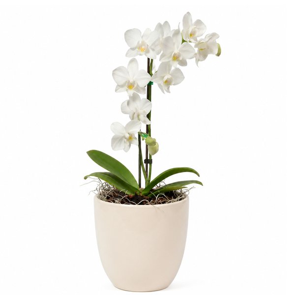 Orquidea Mini Rara Branca no Delicado Vaso Off White