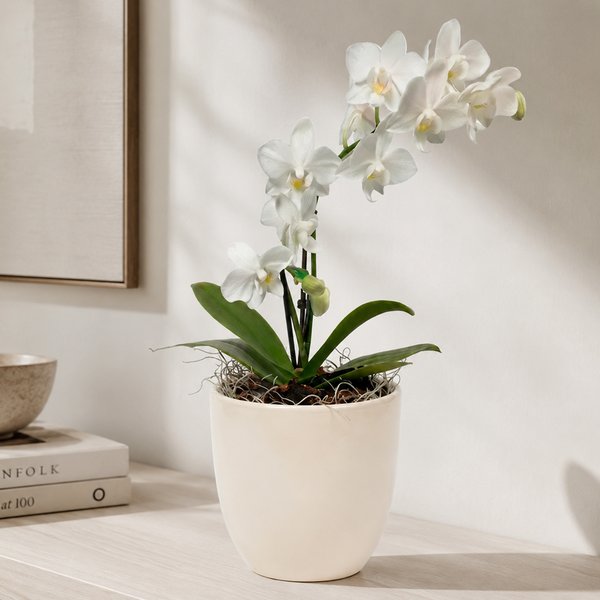 Orquidea Mini Rara Branca no Delicado Vaso Off White