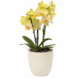 Imagem de Orquidea Mini Rara Amarela no Delicado Vaso Off White