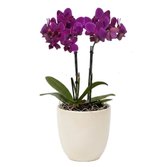 Orquidea Mini Rara Lilás no Delicado Vaso Off White