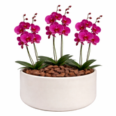 Orquídea Pink para Presente - Vaso Cuba Off White