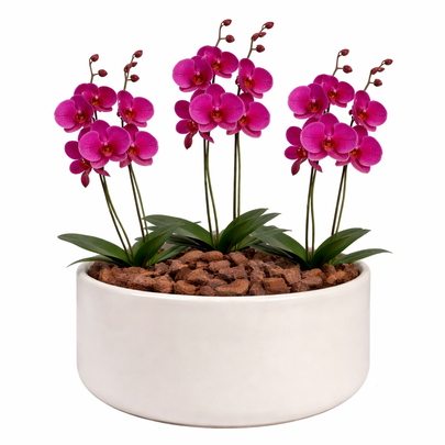 Orquídea Pink para Presente - Vaso Cuba Off White
