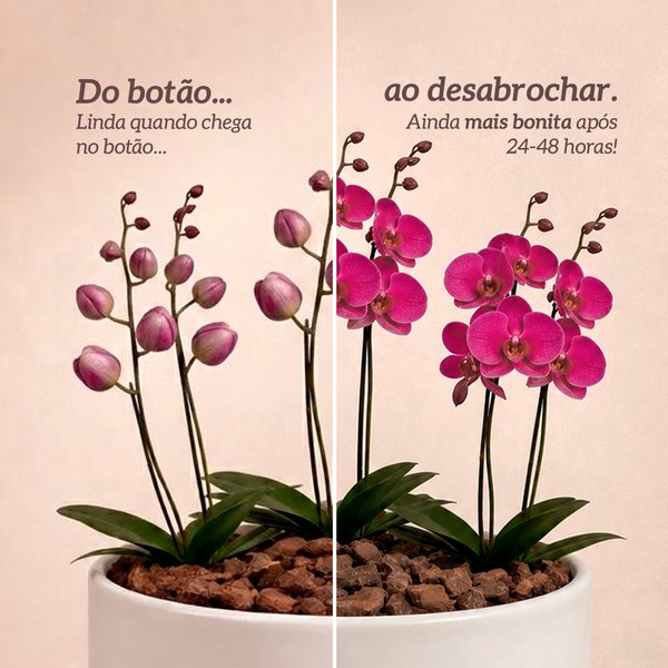 Orquídea Pink para Presente - Vaso Cuba Off White