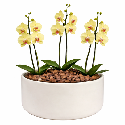 Orquídea Amarela para Presente - Vaso Cuba Off White