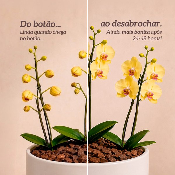 Orquídea Amarela para Presente - Vaso Cuba Off White