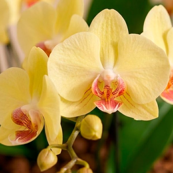 Orquídea Amarela para Presente - Vaso Cuba Off White