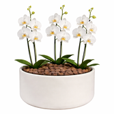 Orquídea Branca para Presente - Vaso Cuba Off White