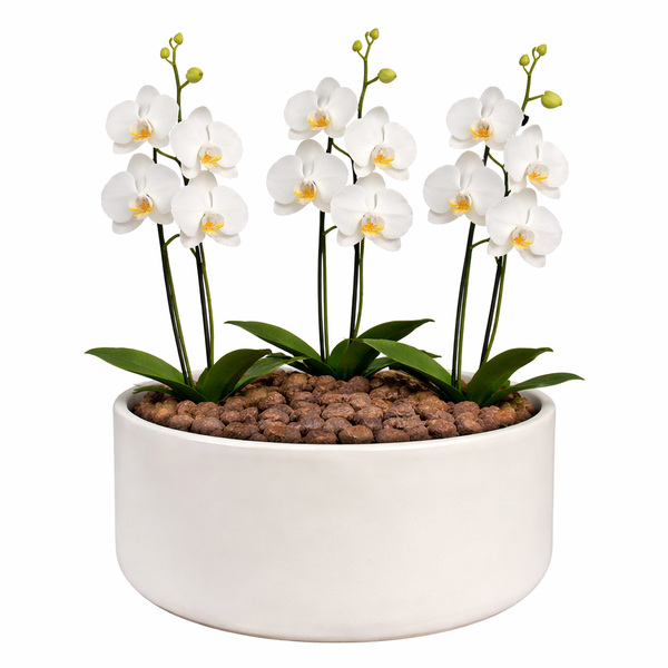 Orquídea Branca para Presente - Vaso Cuba Off White