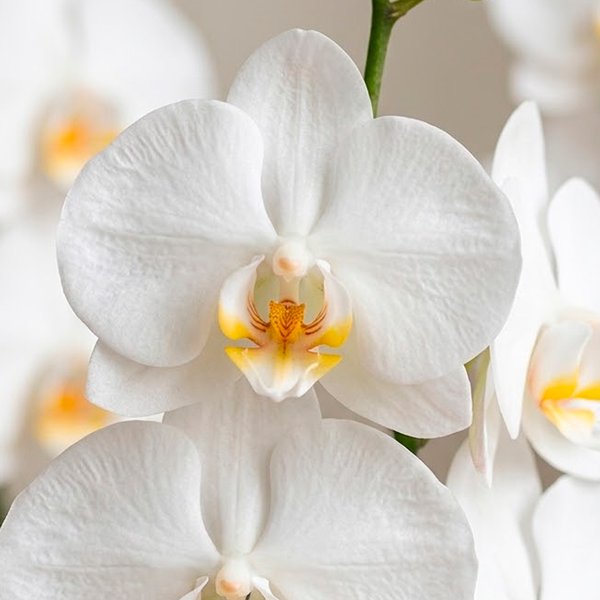 Orquídea Branca para Presente - Vaso Cuba Off White