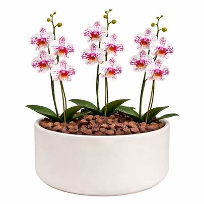 Orquídea Mesclada para Presente - Vaso Cuba Off White