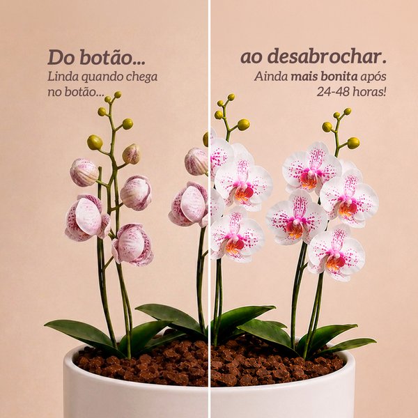 Orquídea Mesclada para Presente - Vaso Cuba Off White