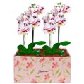 Dupla de Orquídeas Mesclada na Caixa Rosa