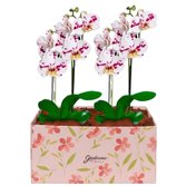 Dupla de Orquídeas Mesclada na Caixa Rosa