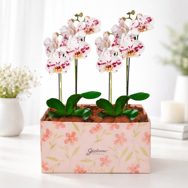 Dupla de Orquídeas Mesclada na Caixa Rosa