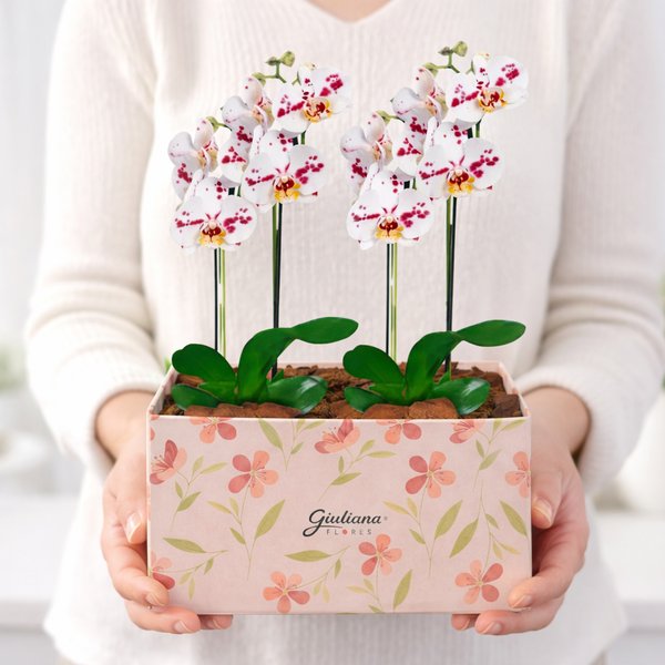 Dupla de Orquídeas Mesclada na Caixa Rosa