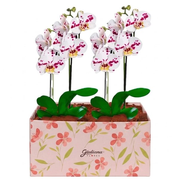 Dupla de Orquídeas Mesclada na Caixa Rosa