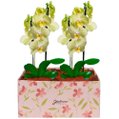 Dupla de Orquídeas Amarela na Caixa Rosa